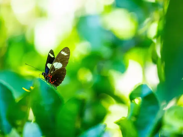 Care of creation rosary