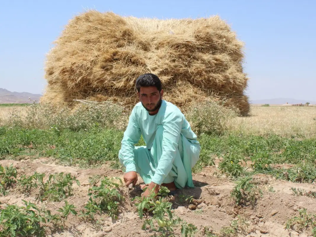 Earning a living in Afghanistan