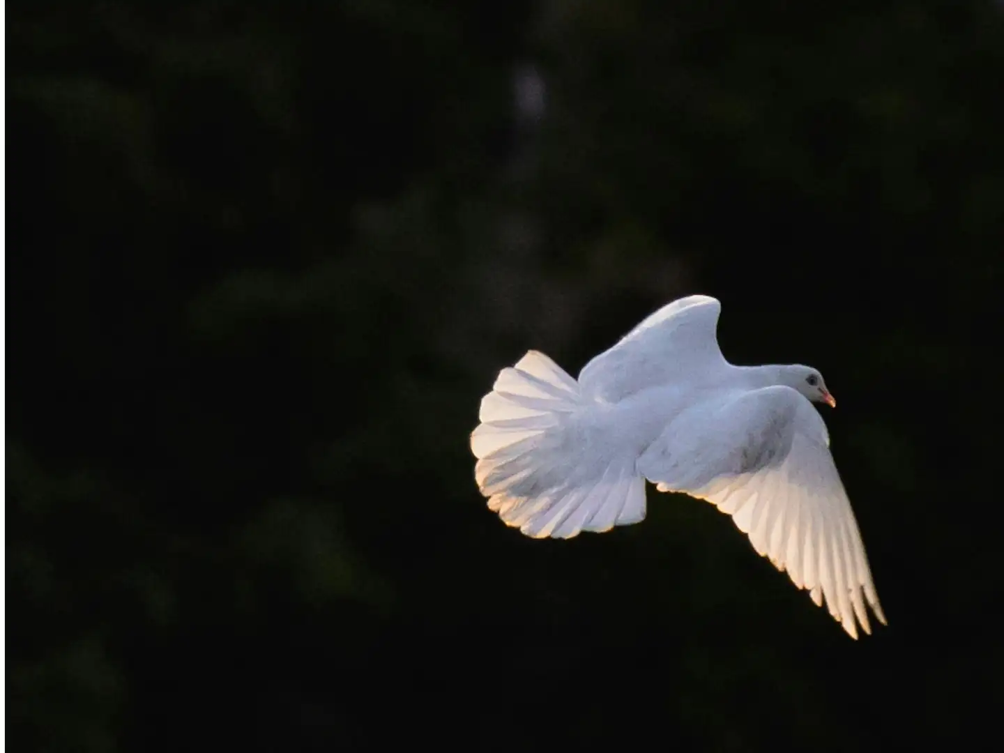 The first joyful mystery: the Annunciation