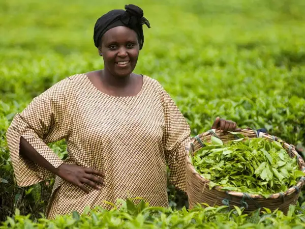 Fairtrade tea farmer